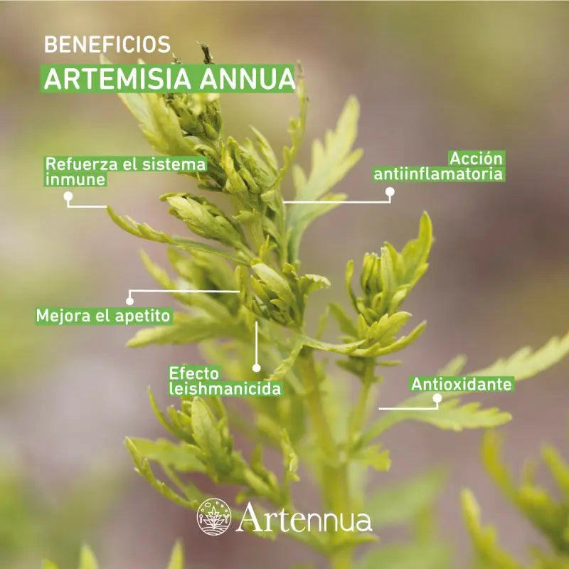 Artemisia annua - apoyo al sistema inmunitario y a la leishmaniasis | 90 cápsulas para perros y gatos