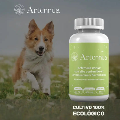 Artemisia annua - apoyo al sistema inmunitario y a la leishmaniasis | 90 cápsulas para perros y gatos